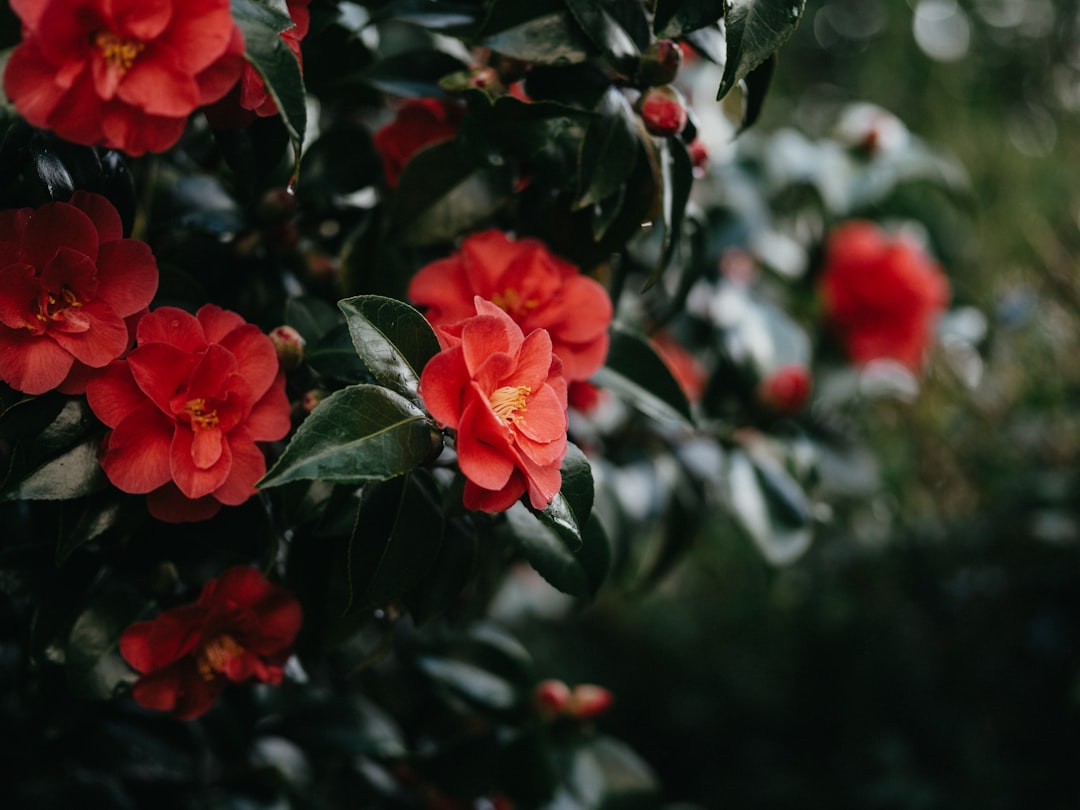 Red camellia flowers in a garden representing Camellia Hill in Jeju