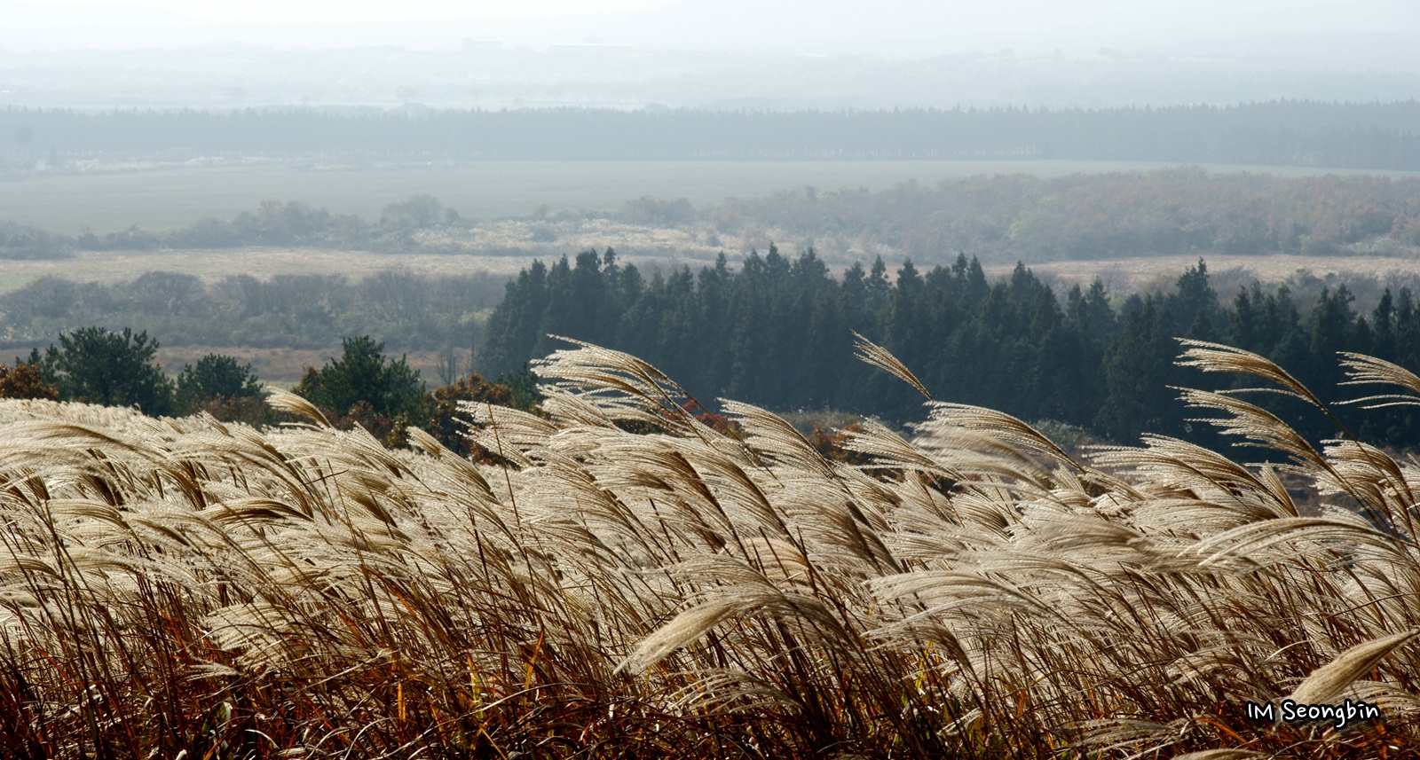 Silver grass at Sangumburi crater in Jeju during autumn