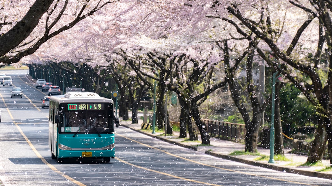 Jeju local bus 446 on a road lined with cherry blossoms