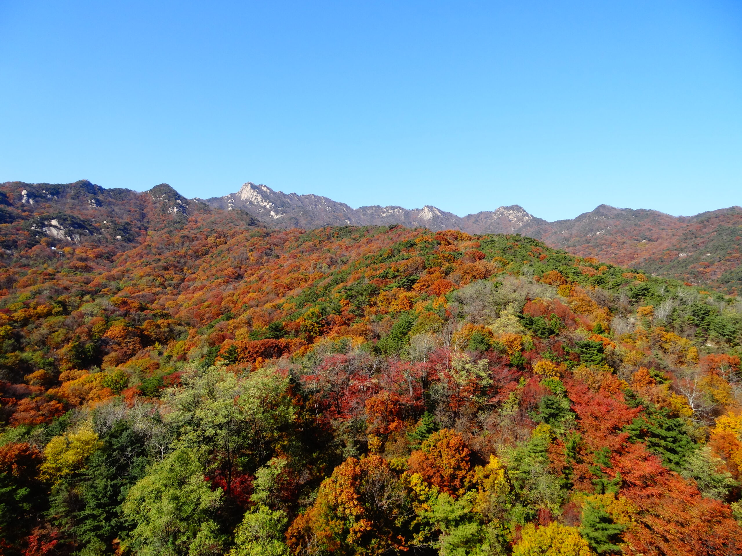 Bukhansan granite ridges above forested slopes in red, orange and yellow autumn color, seen from southern Seoul