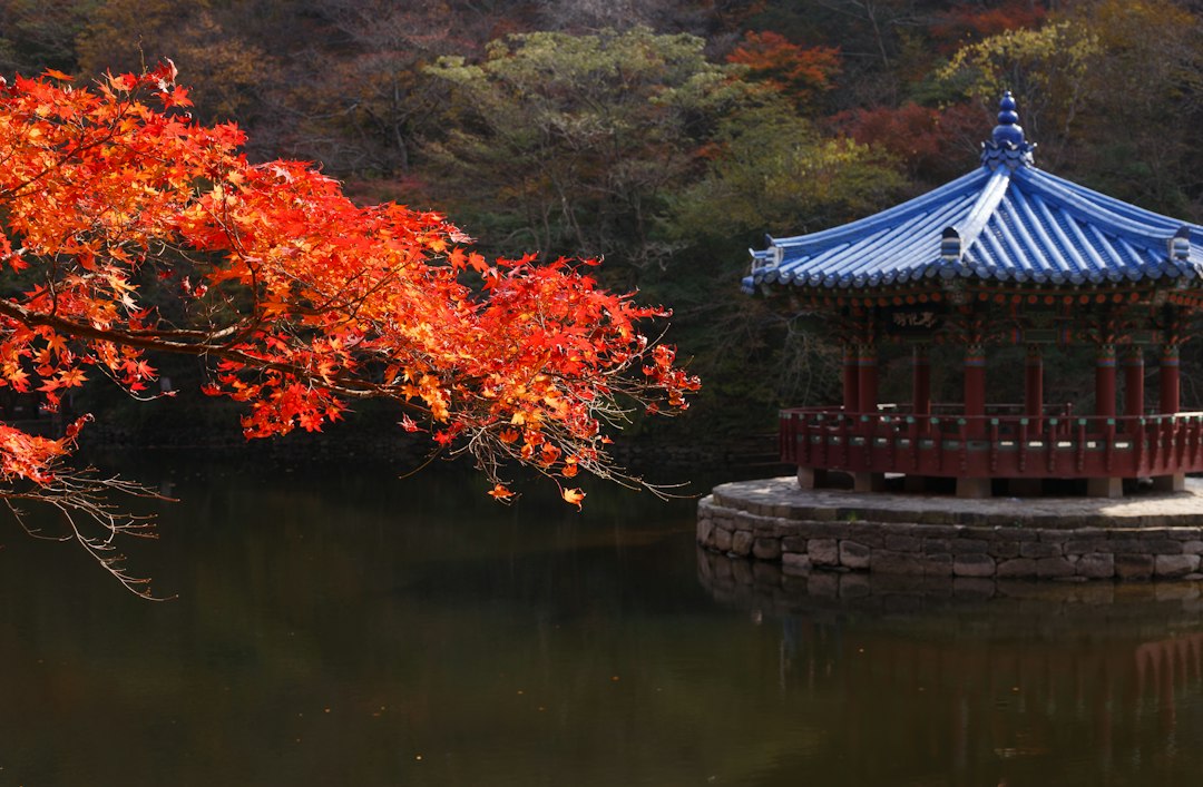 Red autumn leaves beside a traditional pavilion and a quiet pond in Korea.